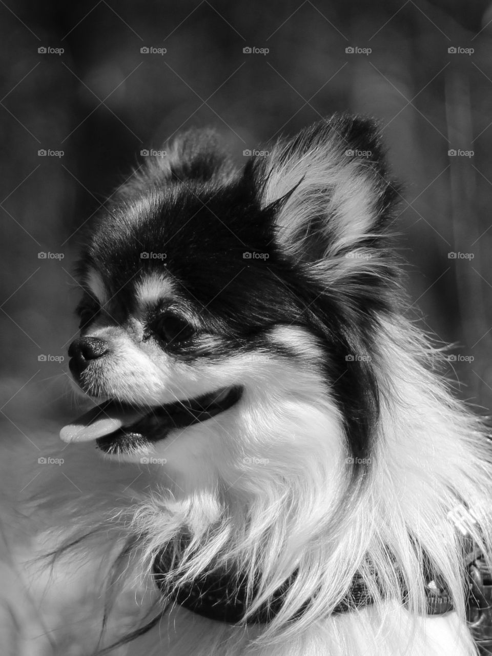 Fluffy Chihuahua
