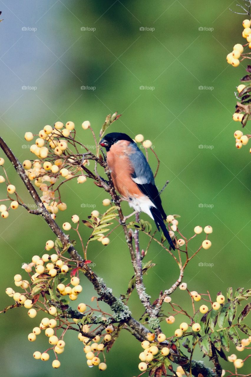 bullfinch on a branch