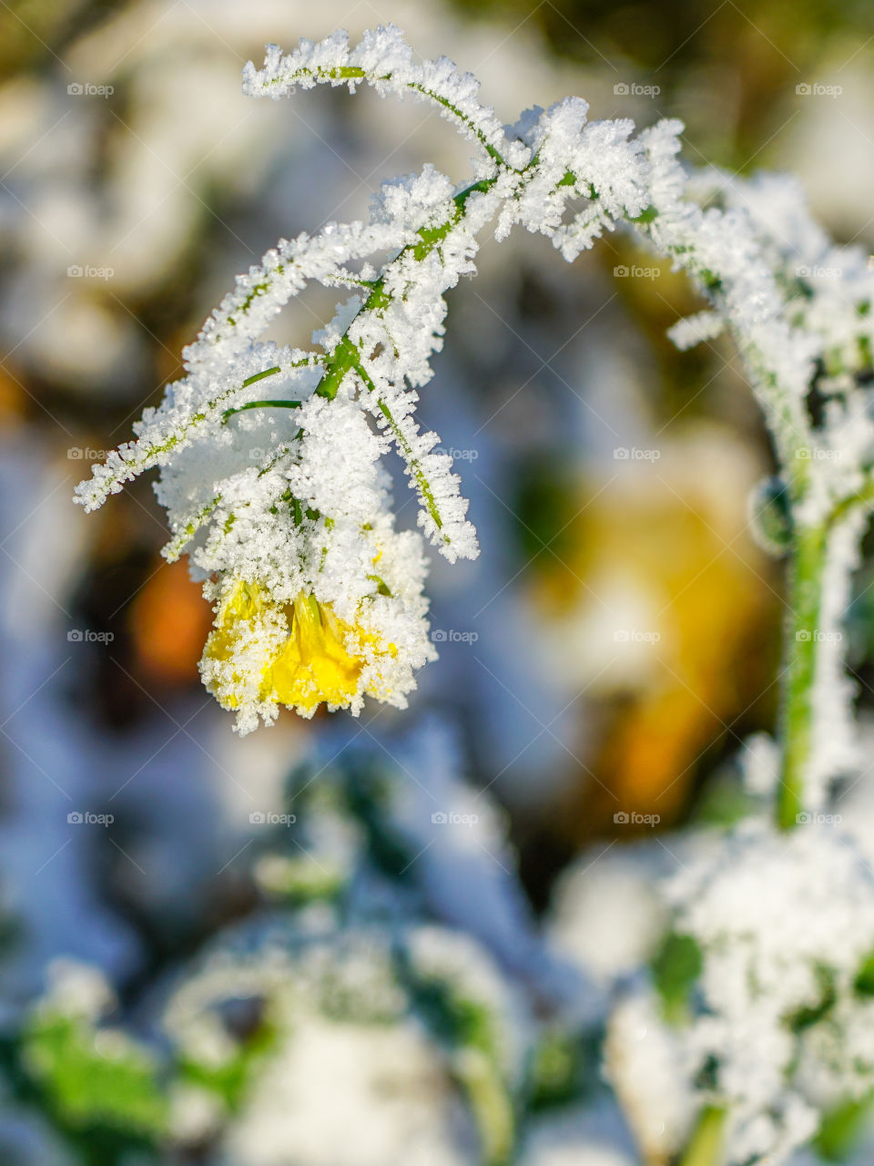frozen yellow flower, covered with ice crystals