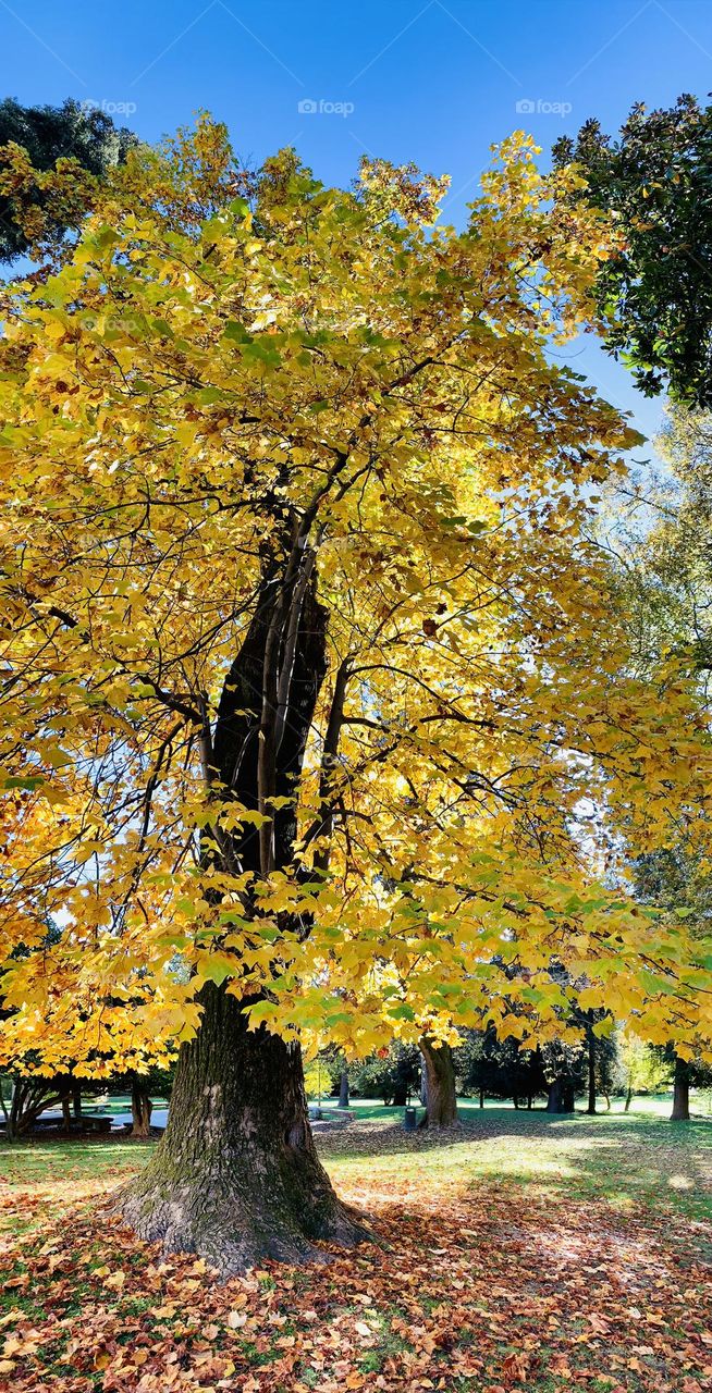 spectacular Liriodendro in autumn version in a city park