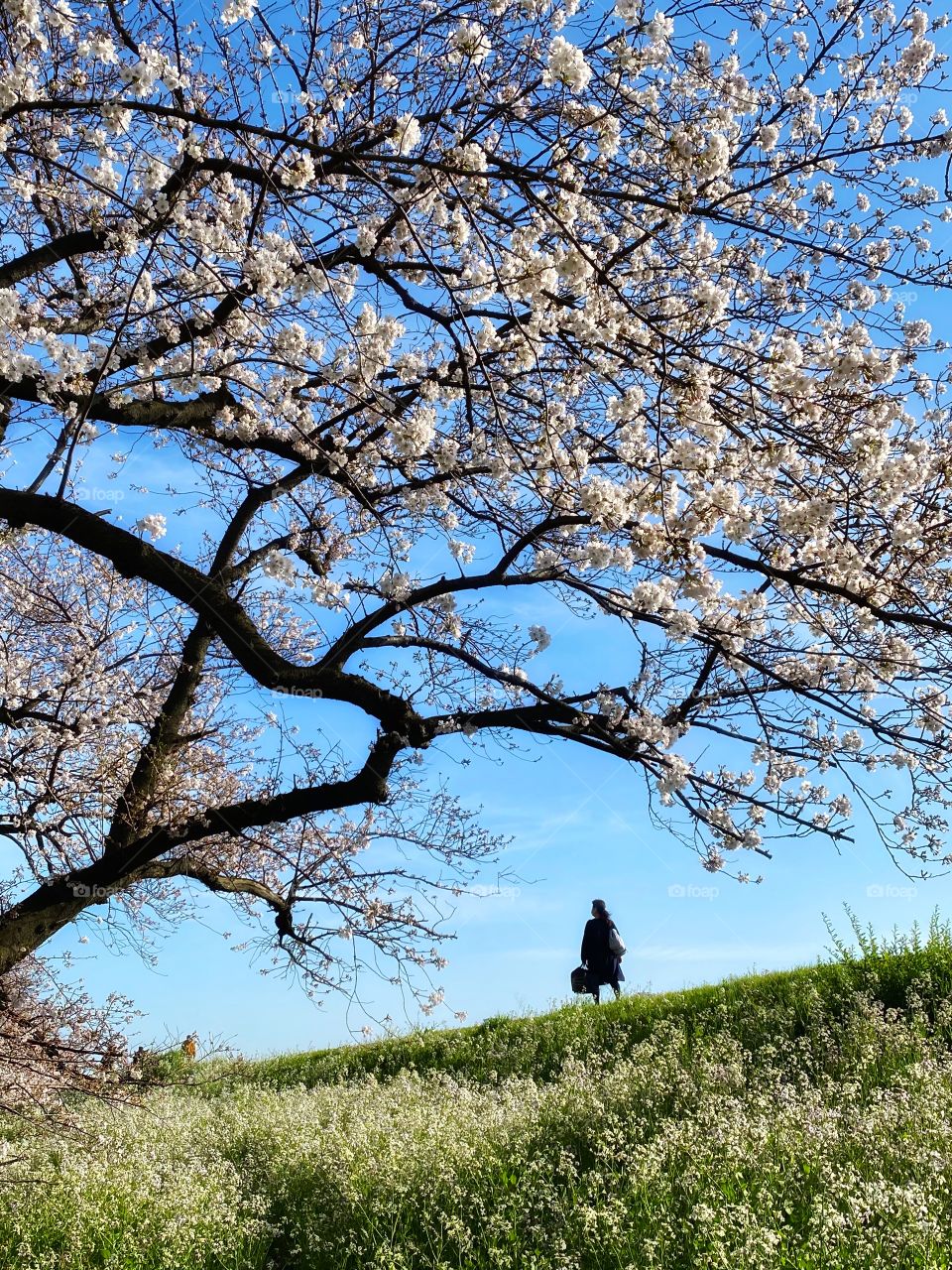 Woman walking to work with cherry blossoms not quite at full bloom yet. Signs of the start of spring!