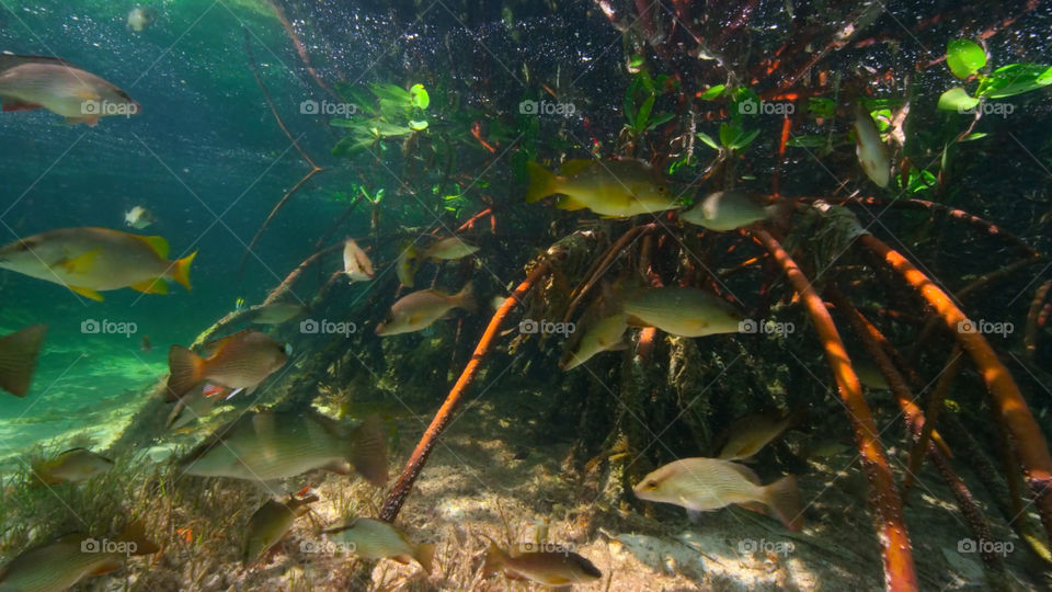 Snorkeling nella barriera corallina