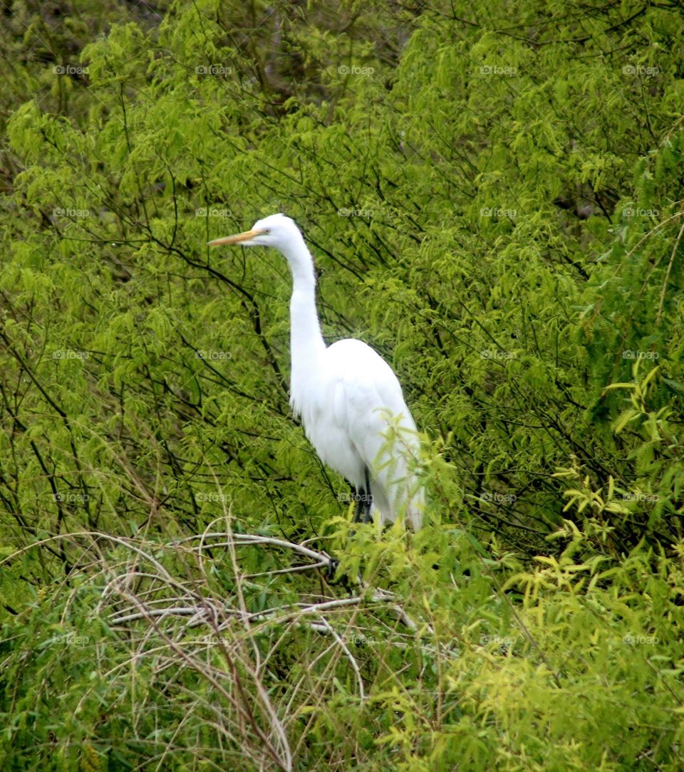 White Egret in the Trees