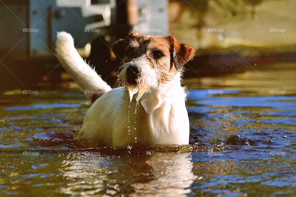 Dog in the lake