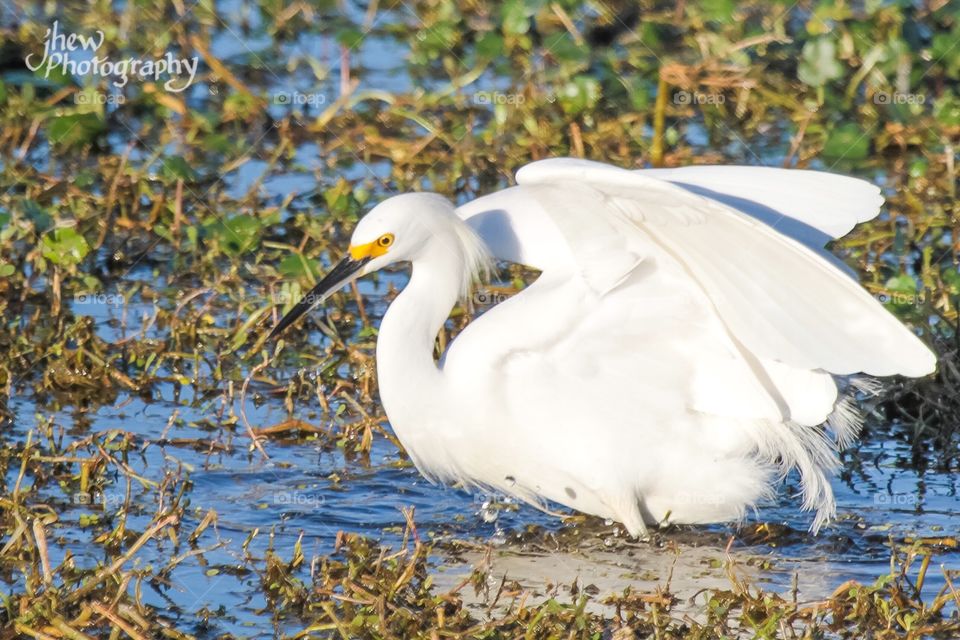 Snowy Egret