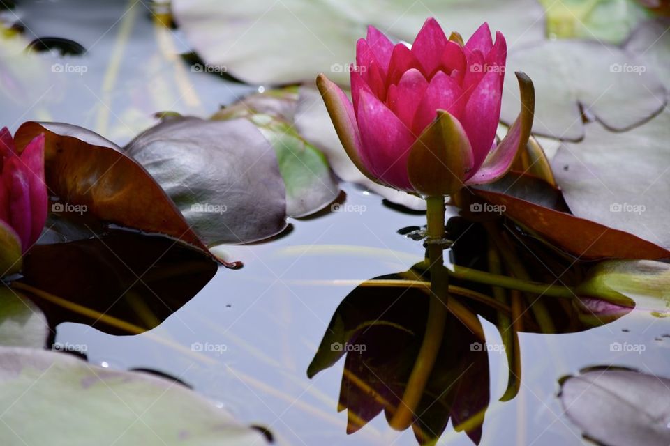 nature pink flower water by faabix