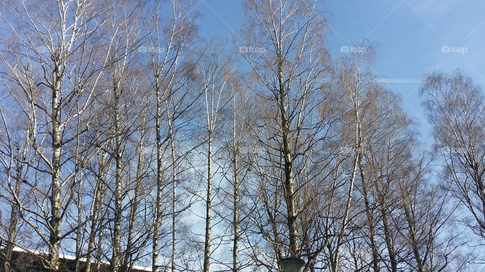 Bare trees against blue sky