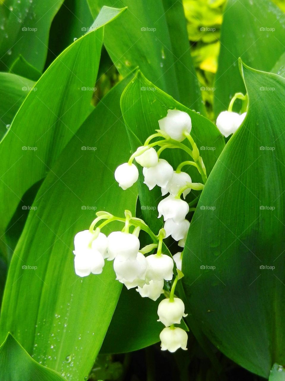 lilies of the valley