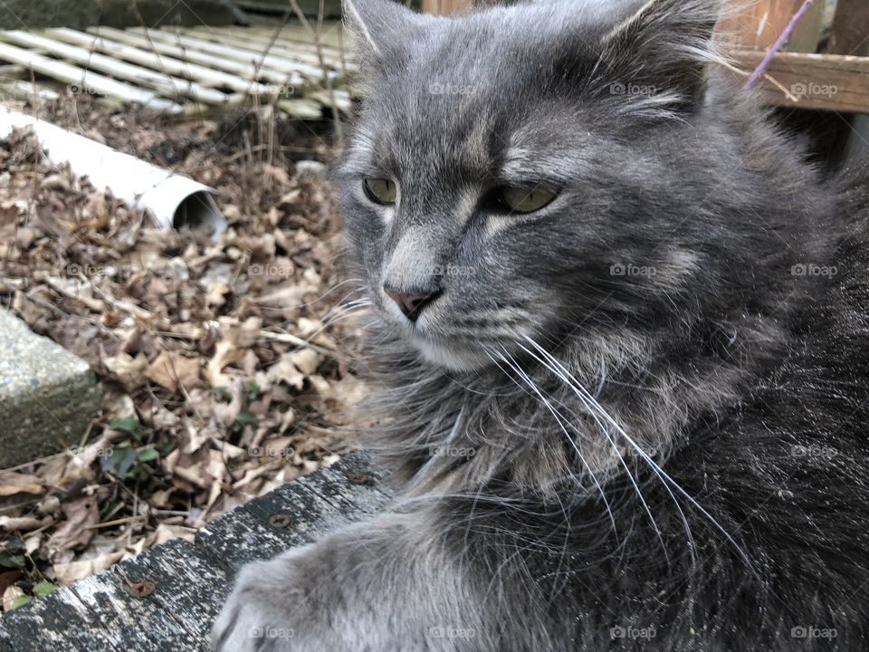 Cute gray kitty doing kitty things