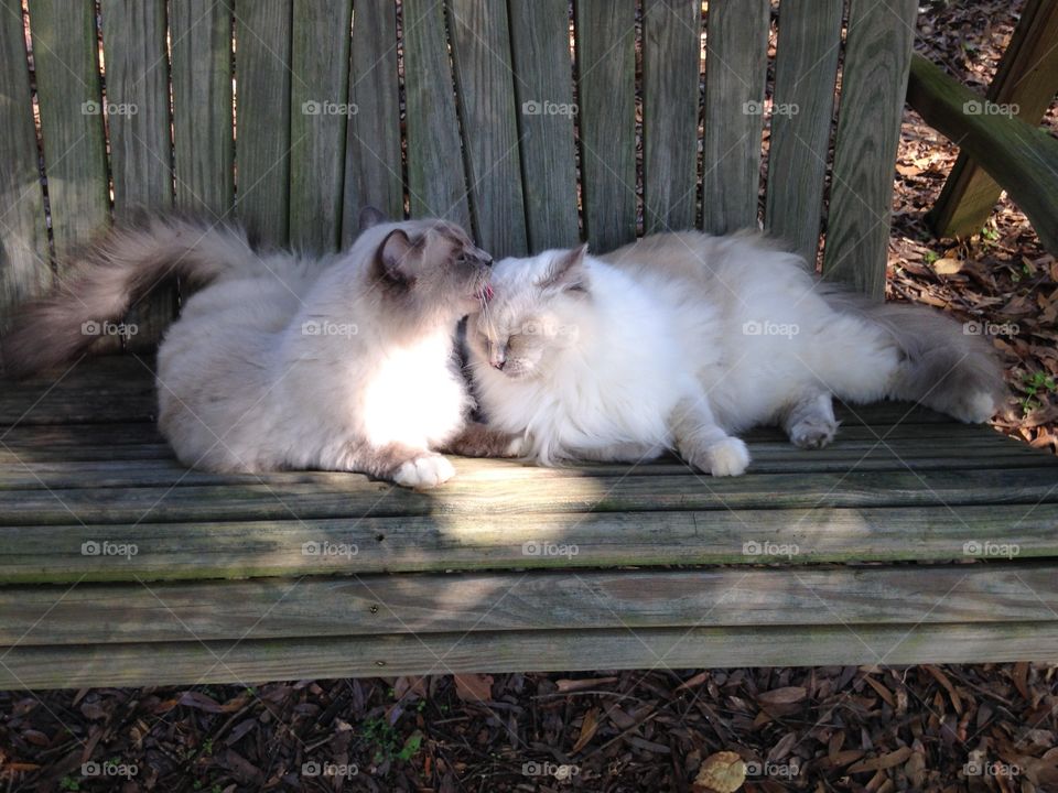 Two ragdoll cats