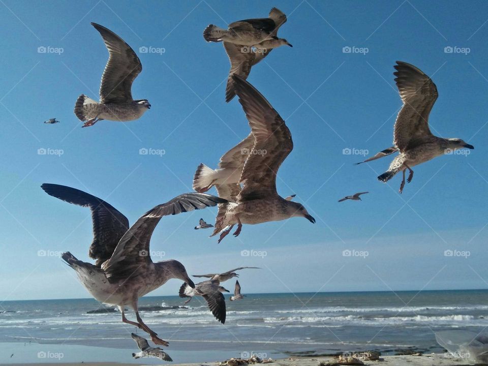 Seagull picks up fish with its beak