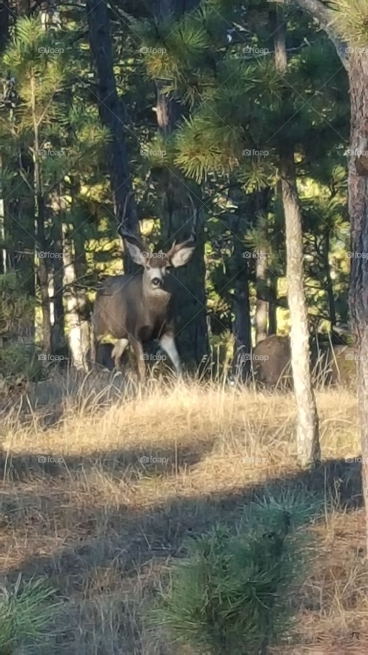 Mule Deer Sneaking out of the Woods
