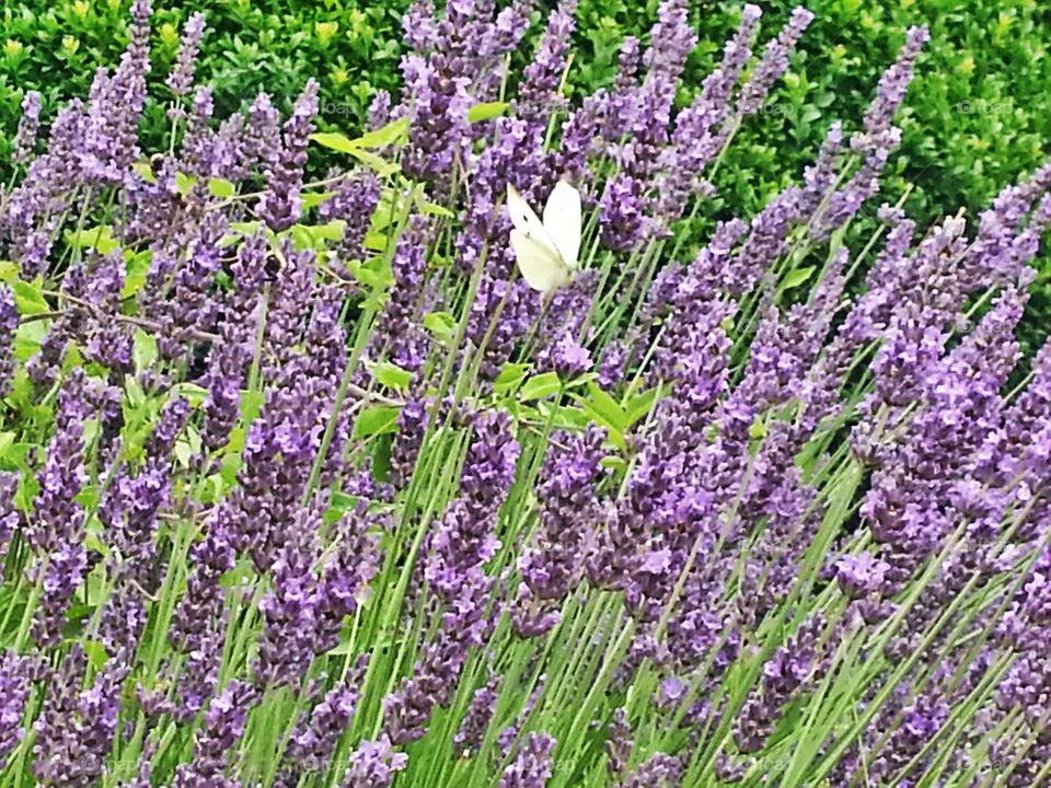 flowers pollen grass purple by hannahdagogo