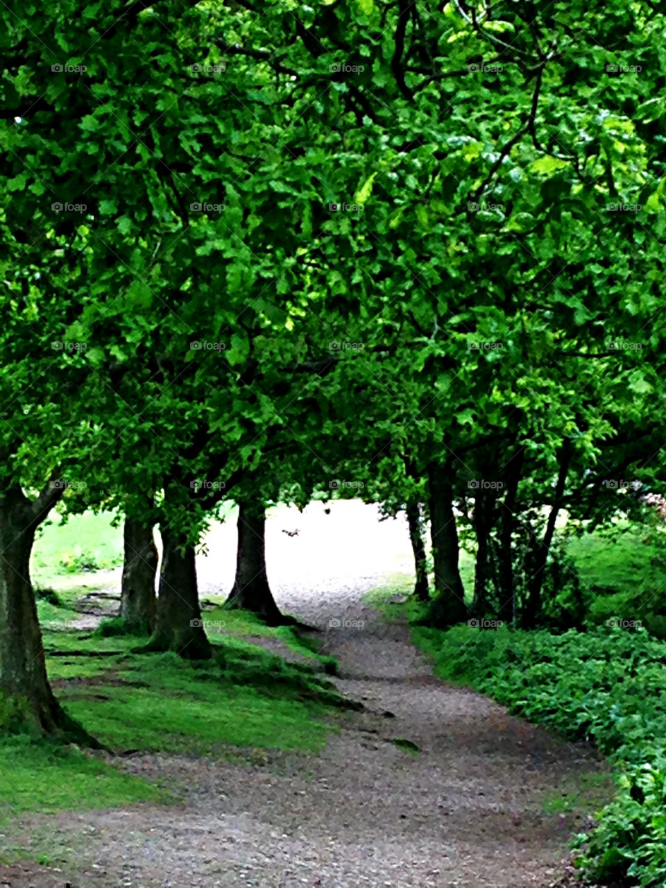 Enchanted Forrest.... Kinver Edge & Rock Houses Staffordshire 