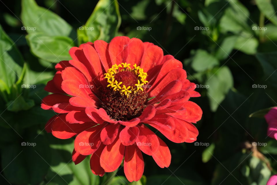 Red flower in the garden