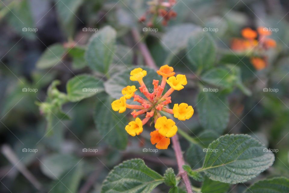 fulbutton flower in my field...