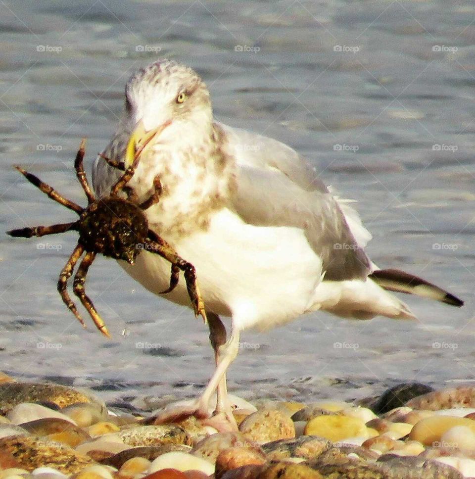 seagull's crab meat dinner