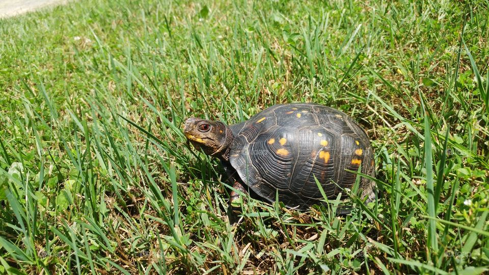 turtle walking in the grass