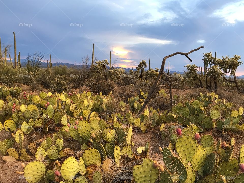 Desert Sunset Landscape 