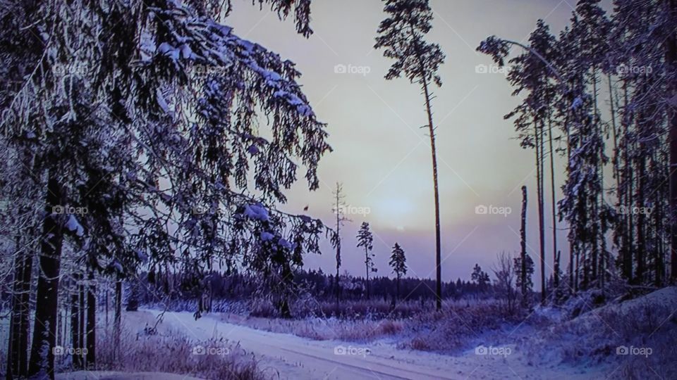 Tree, Snow, Wood, Winter, Landscape