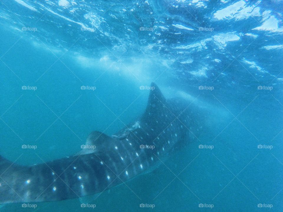 Swimming with whale sharks 