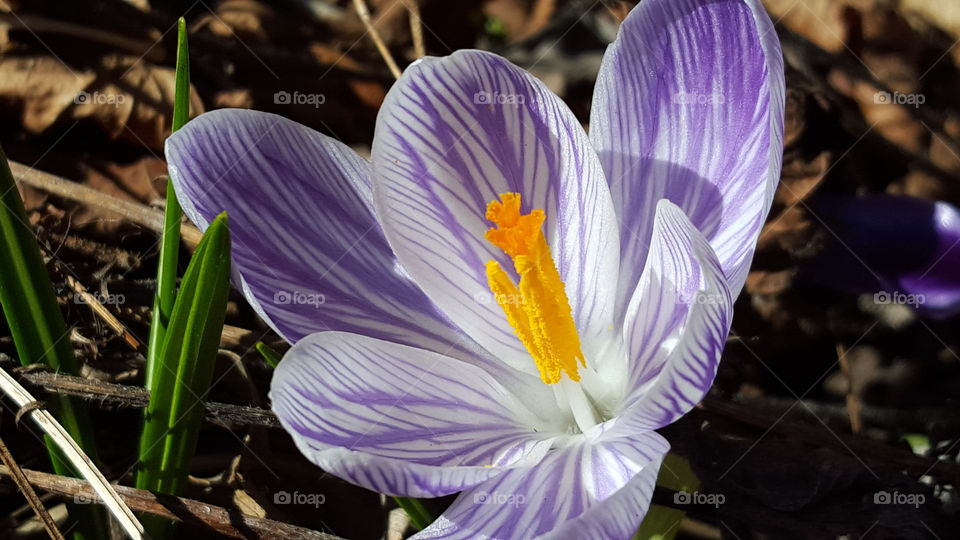 Crocus