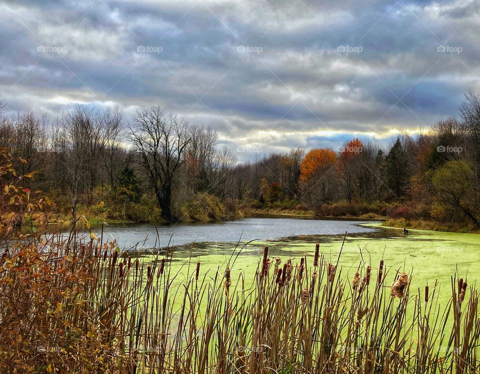 Lake cover in bright green algae surrounded by trees with bright autumn leaves and tall grass under a gray cloudy sky in Michigan