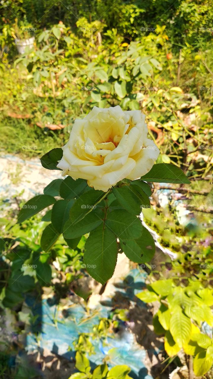 this is white rose.this most popular color and most beautiful color.everyone likess this rose.