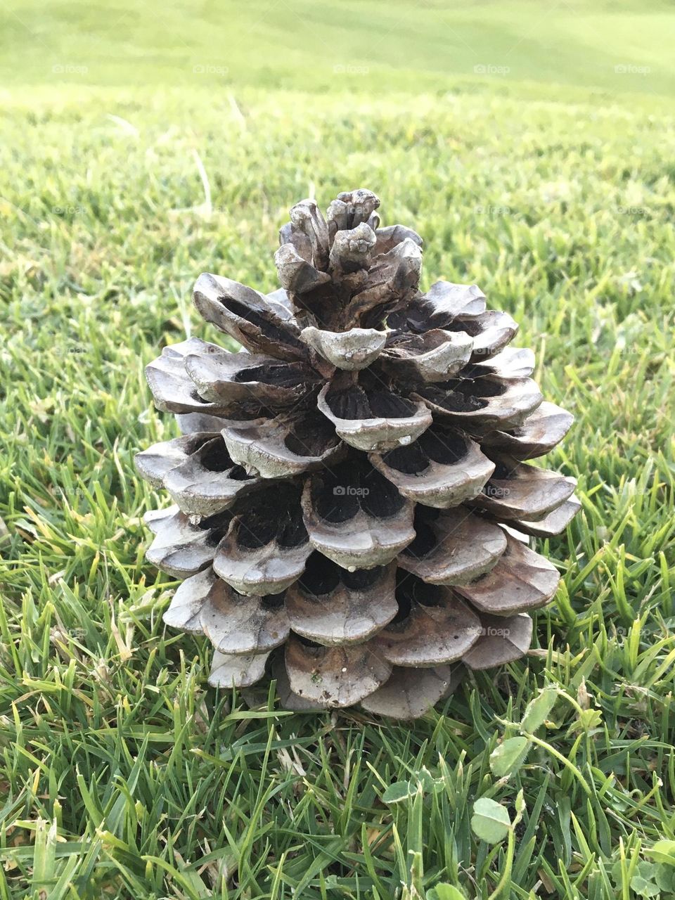 Pine cone on grass