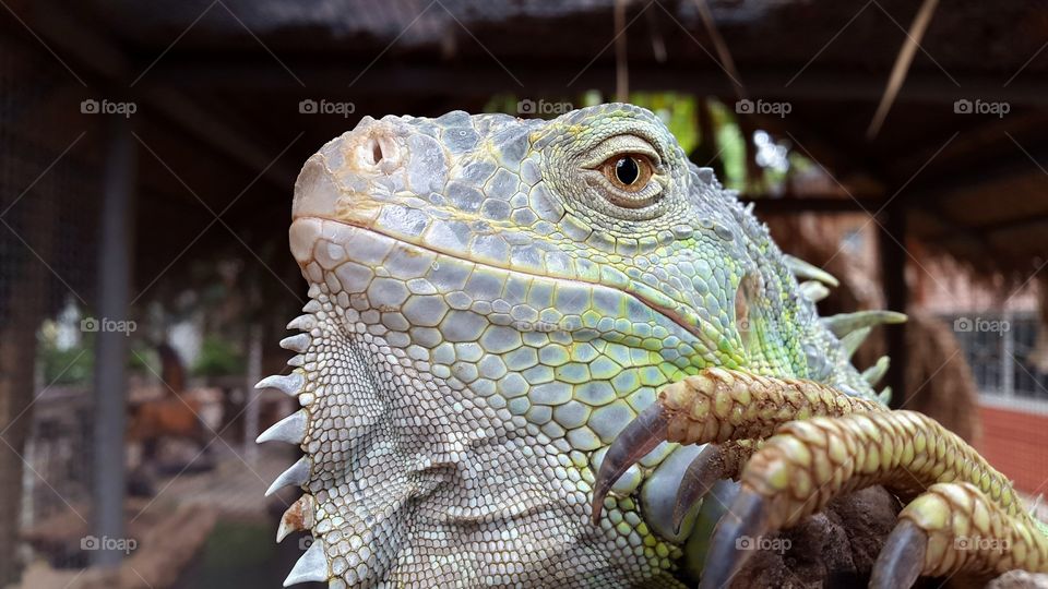 Iguana lizards