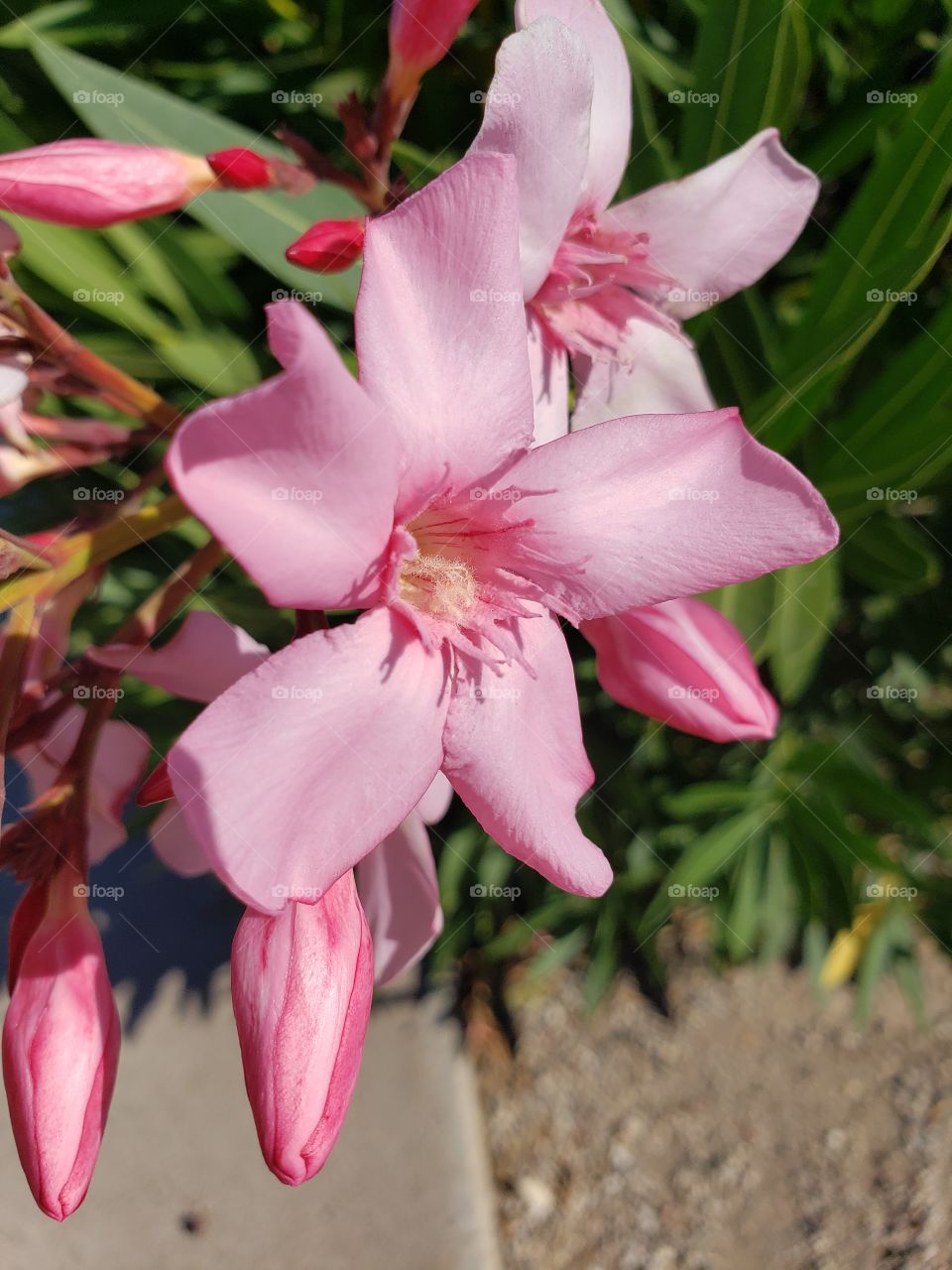 flowering bushes