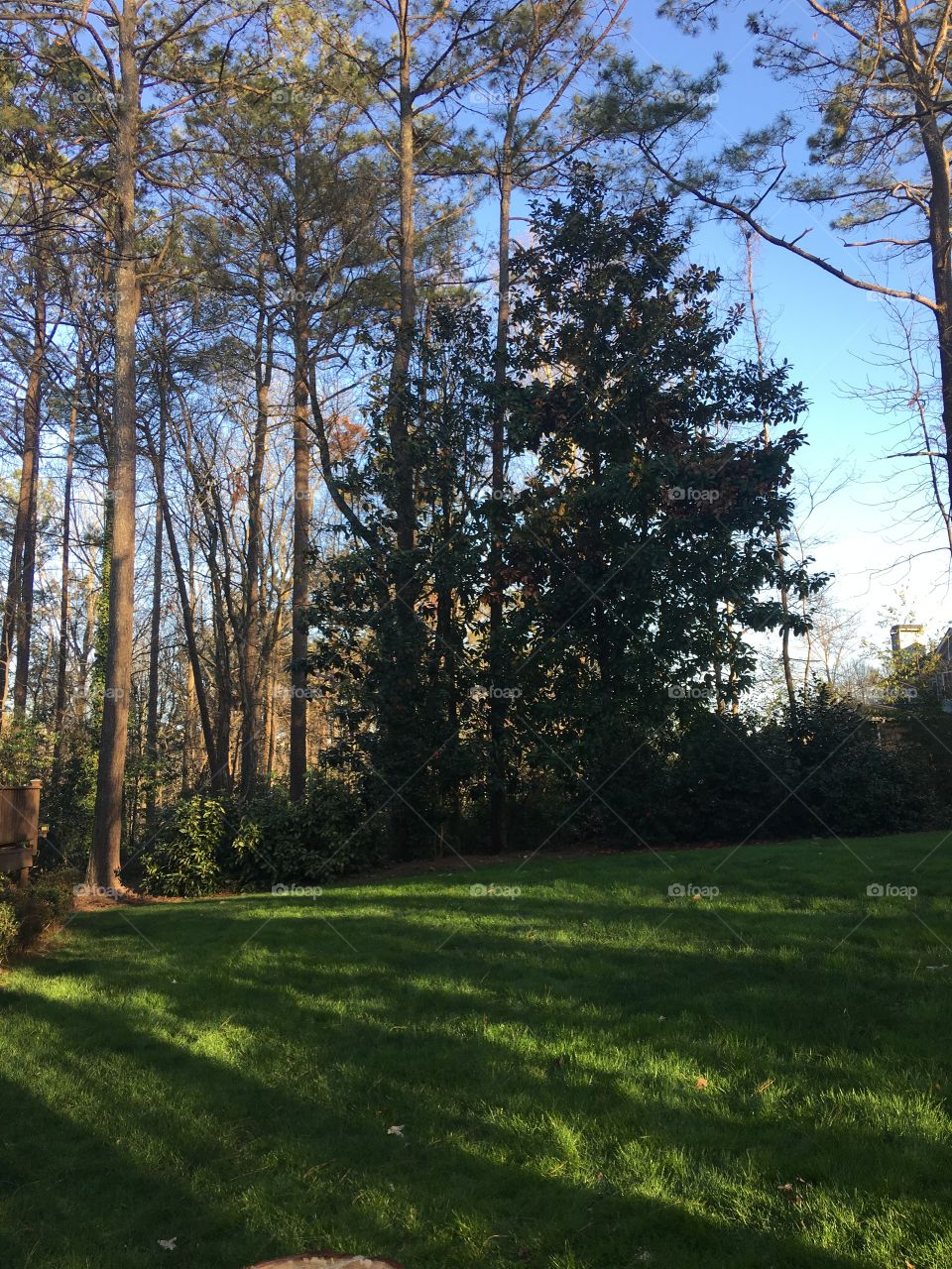 Sunshine through the spring time trees