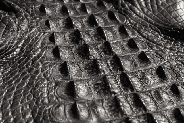 Close up of American alligator skin dyed leather 
