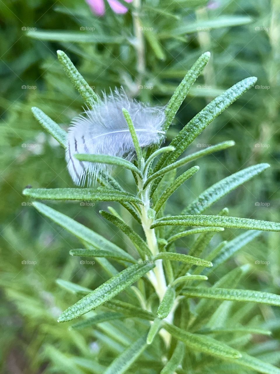 Feather in Rosemary 