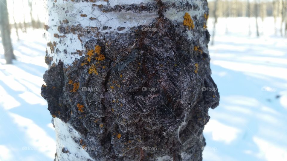 up close tree bark win winter