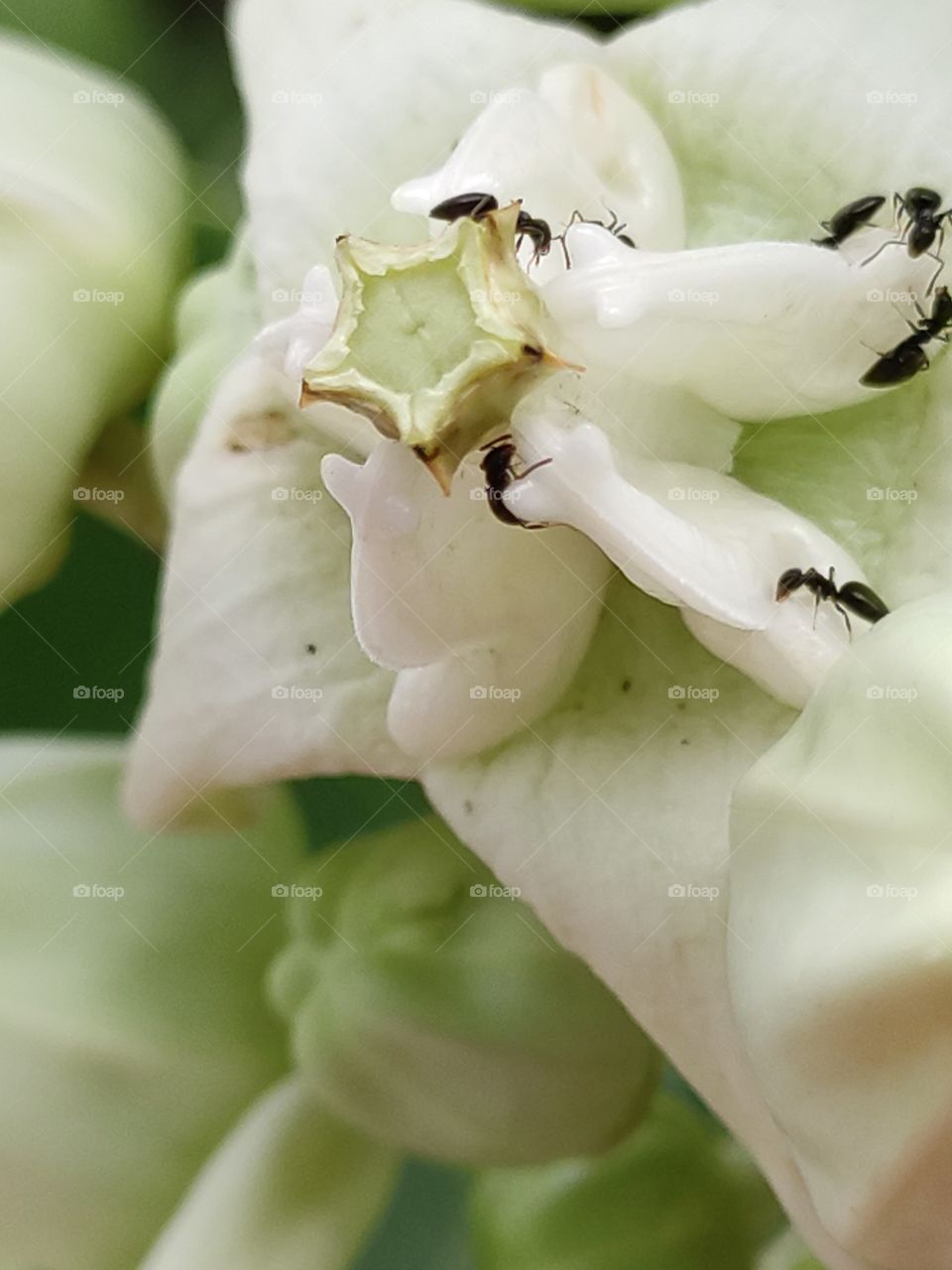 black Tree Ants on Indian wild flower