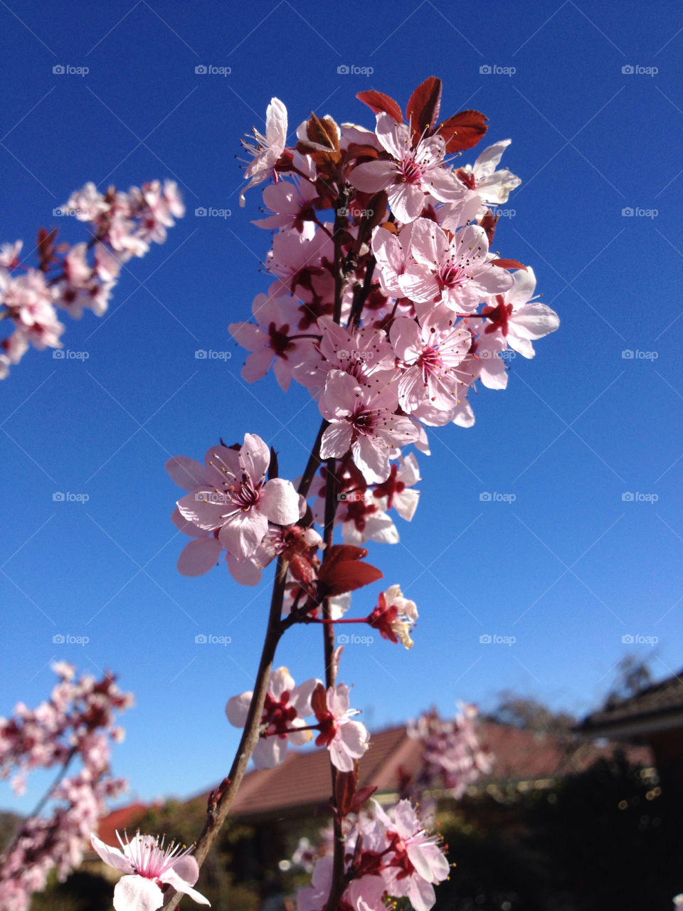 sky spring garden flower by cataana