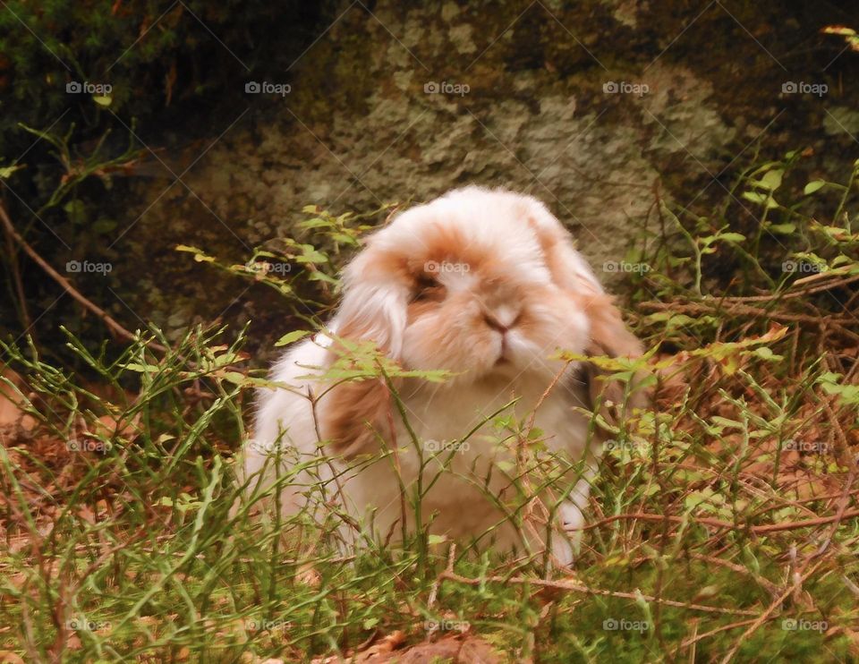 Lop bunny 2