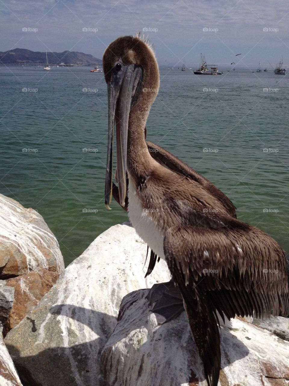 Pelican sitting on rocks