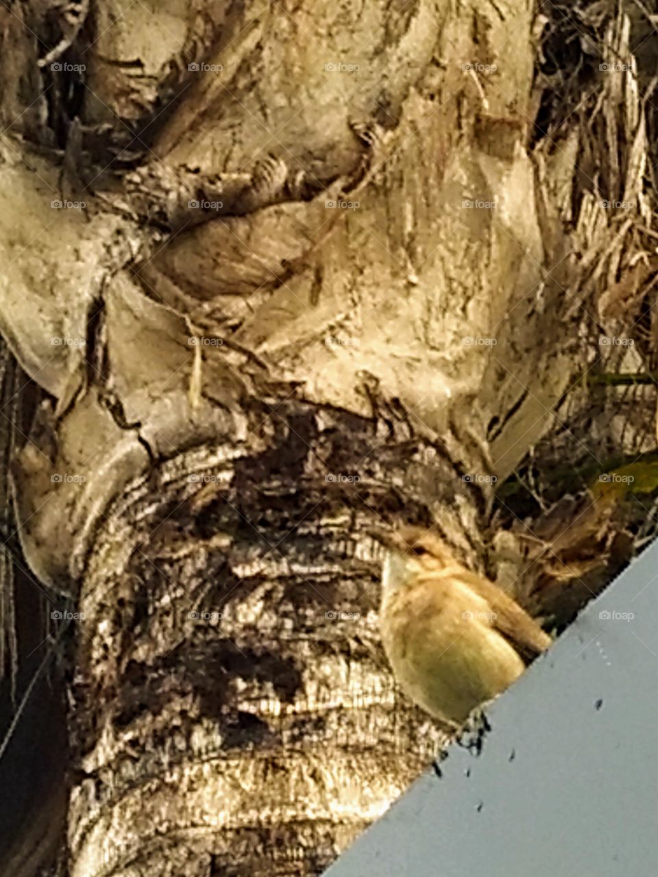 the bird and the tree