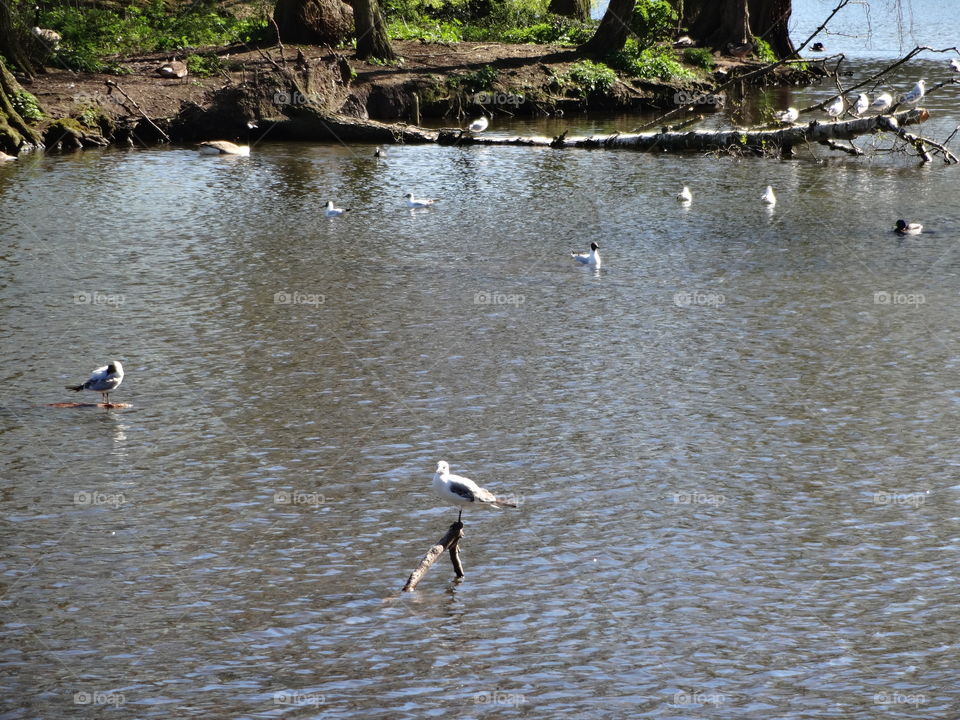 birds and ducks on the lake in springtime