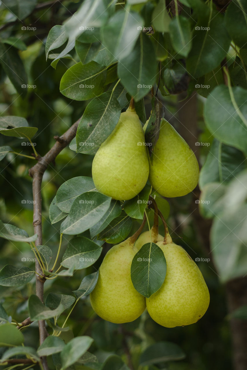 Fruit, Leaf, Nature, Food, Tree