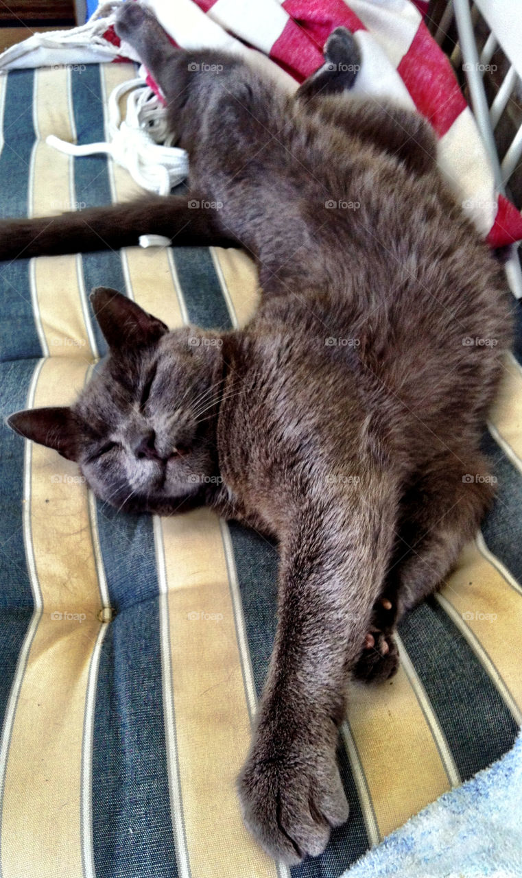 grey cat sleeping relaxed by chattis