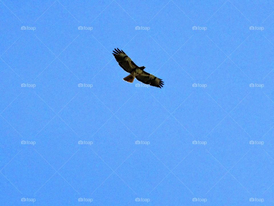 bird of prey flying high