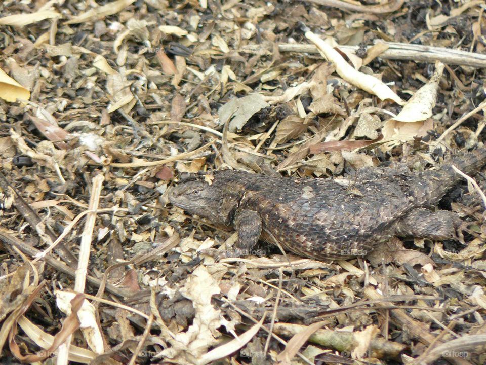 Gila Monster