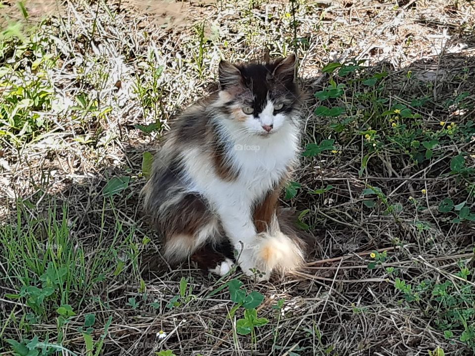 a little cat resting at the shadow of a tree