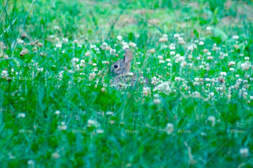 Bunny in Clover