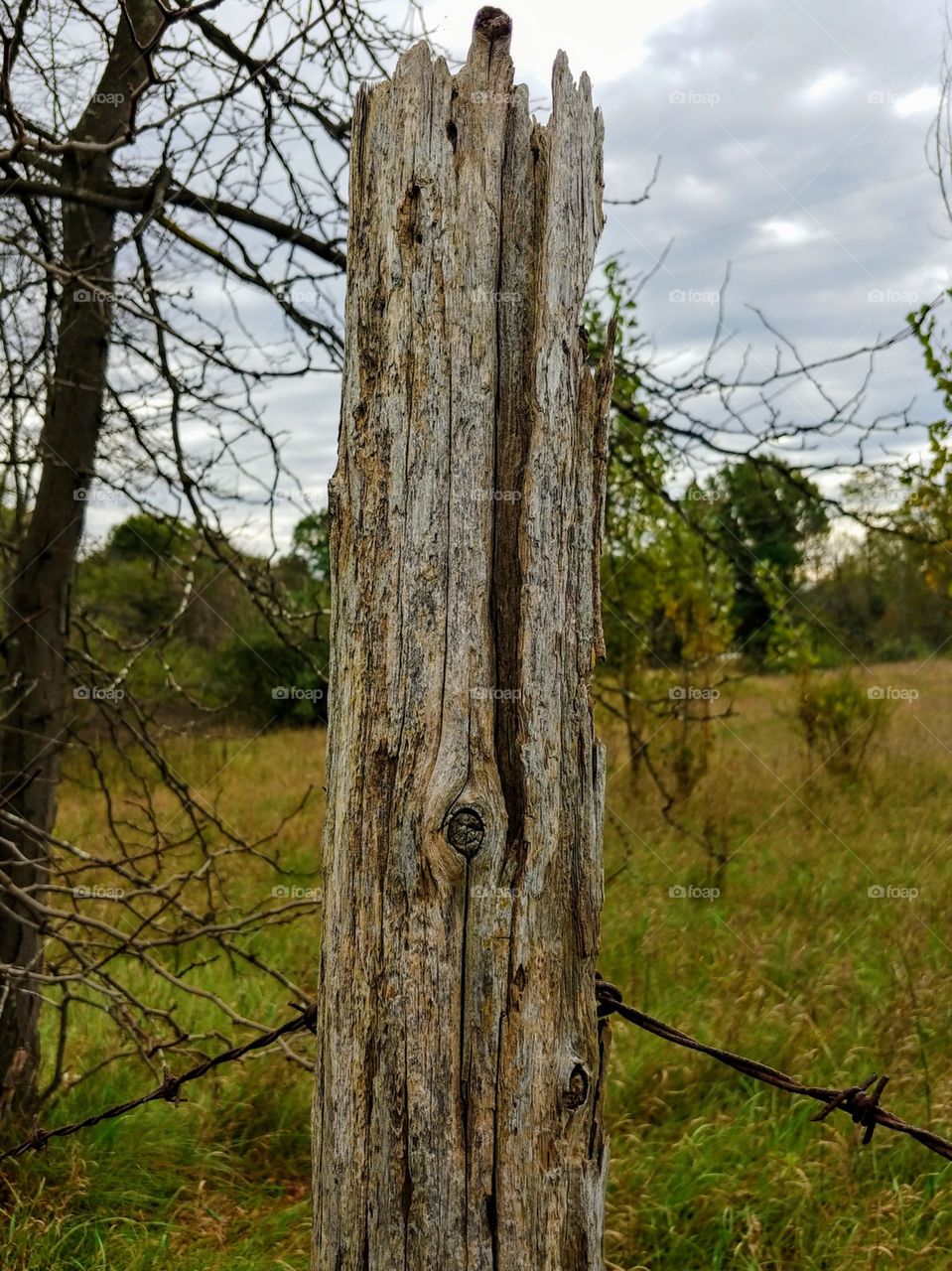 Old fence post