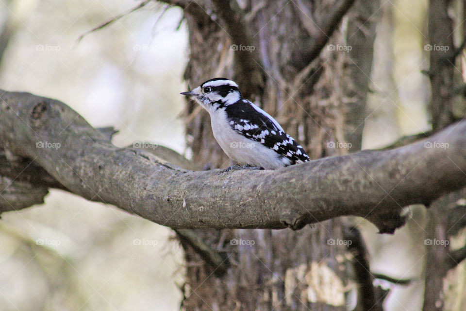 Woodpeckers