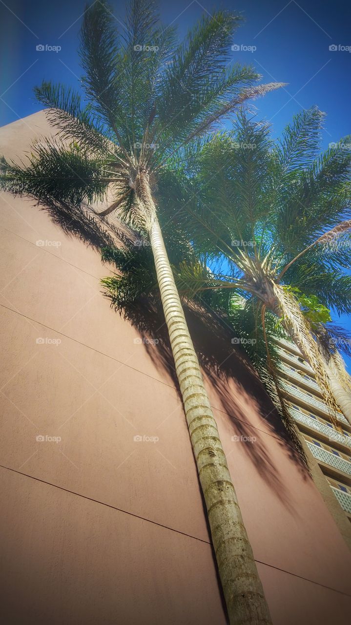 Coqueiros coconut tree